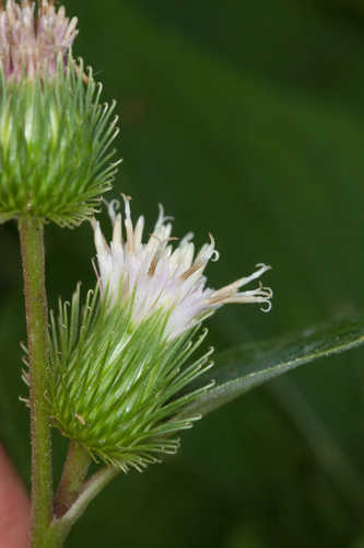 Arctium minus #15